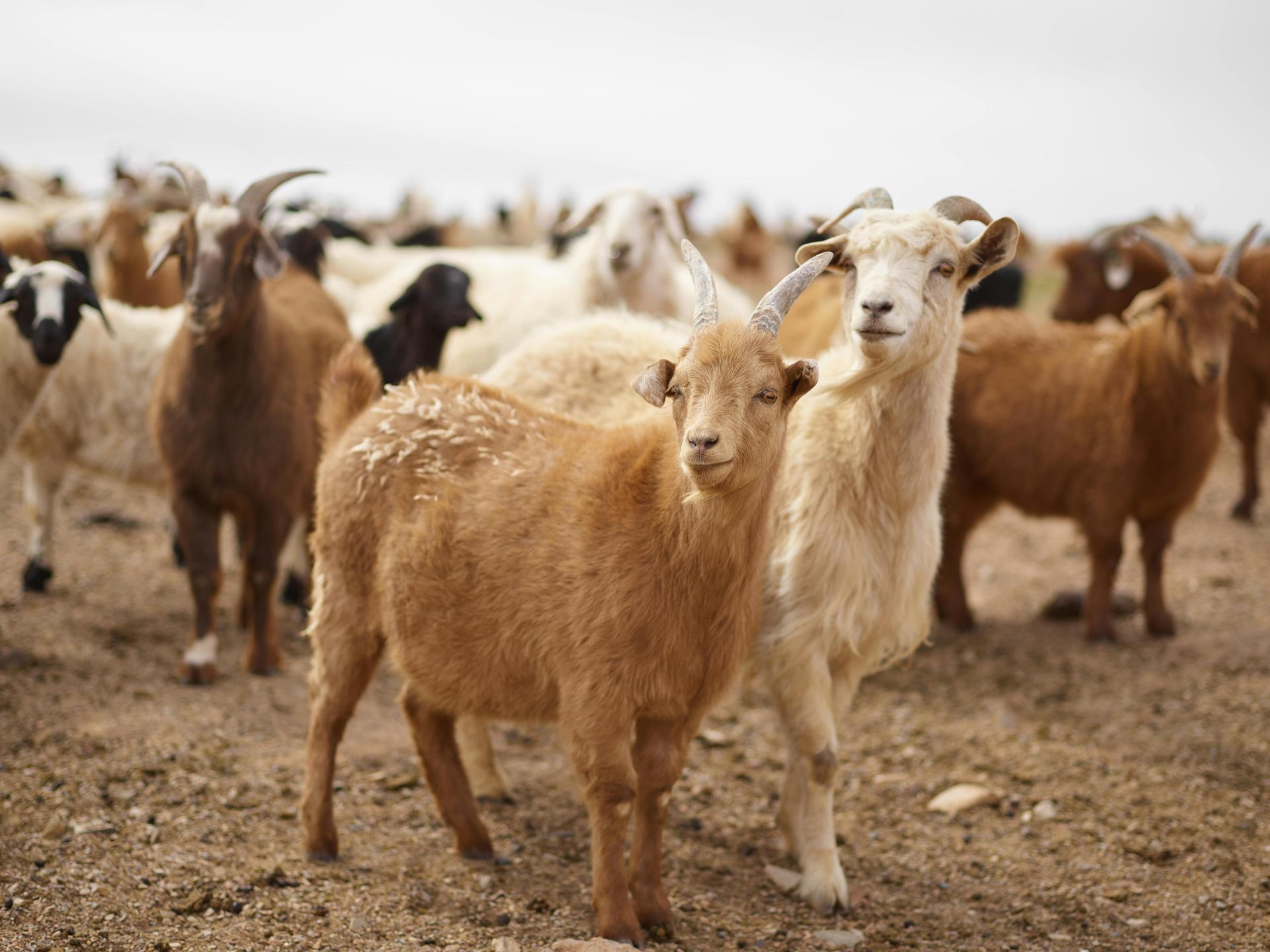 Nomadic herders tending to their livestock on the Mongolian steppes, showcasing the importance of agriculture.